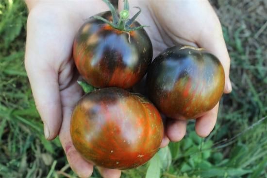 【クリスタル ⭐︎トマト 】 CRYSTAL RED｜古賀とまと農園