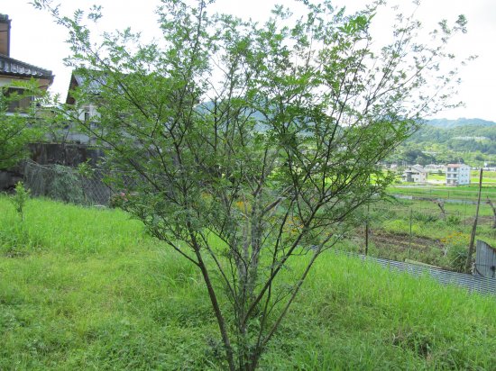 朝倉山椒の種 - マルシェ青空