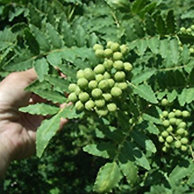 朝倉山椒の種 - マルシェ青空