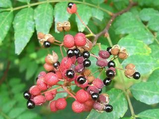 カホクザンショウ(華北山椒、花椒)の種 - マルシェ青空 カホクザンショウ(華北山椒、花椒)の種 - マルシェ青空