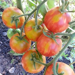 ノーウッドメイナーズトマトの種