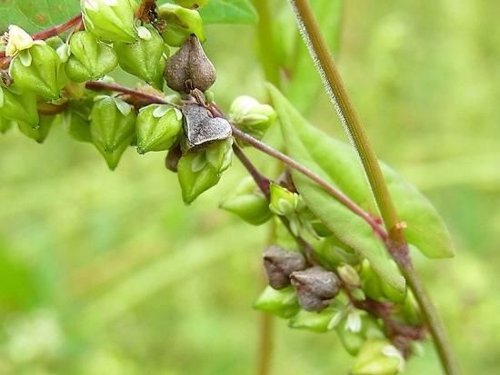 ダッタンソバ 苦蕎麦 の種 マルシェ青空