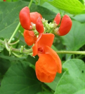 飛騨花豆（紅花インゲン）の種 - マルシェ青空