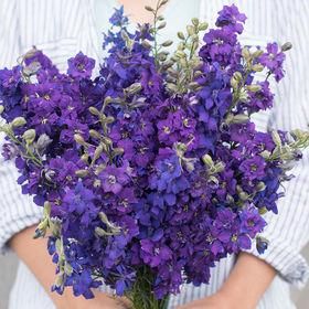 ライラックラークスパー 千鳥草 の種 マルシェ青空