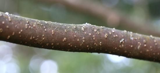 ハマセンダン（浜栴檀）の種 - マルシェ青空