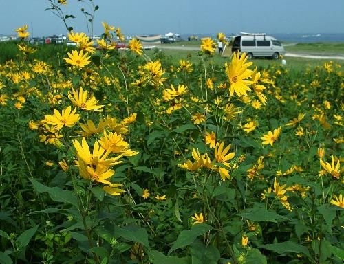 白菊芋 キクイモ の種芋 マルシェ青空