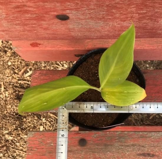 グロスミッチェルバナナの苗： 4号ポット - マルシェ青空