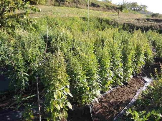 ニホンムラサキ 絶滅危惧種 紫根 25粒