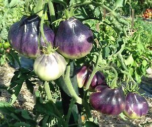 ブルーペアートマトの種 - マルシェ青空