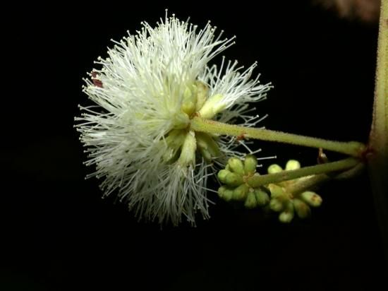 アカシア テヌイフォリアの種 マルシェ青空