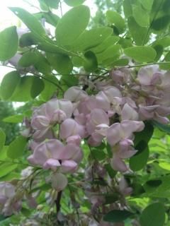 エンジュ（槐樹、ニガキ、三公の木）の種 - マルシェ青空