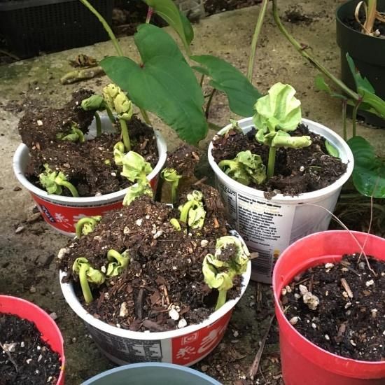 テオブロマ・ビコロール(Theobroma bicolor)苗[ホワイト・カカオ