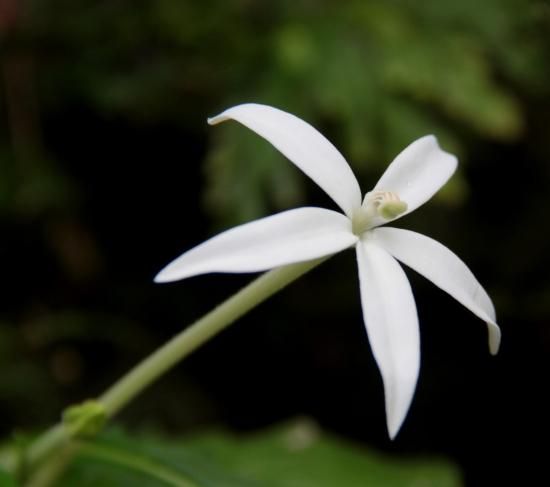 ヒッポブロマ ロンギフローラ 星アザミ の種 マルシェ青空