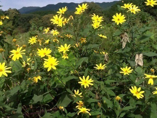 紫菊芋（ムラサキキクイモ、フランスキクイモ、パープルエルサレムアーティヨーク）の種芋 - マルシェ青空