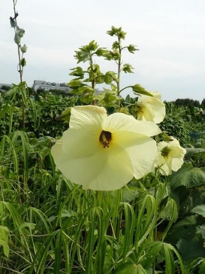 トロロアオイ 花オクラ の種 マルシェ青空