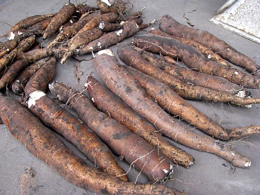 cassavaキャッサバ芋の苗１００本