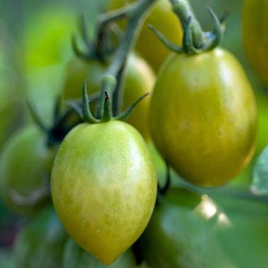 とまと購入ページ グリーンエンビートマトの種 - マルシェ青空