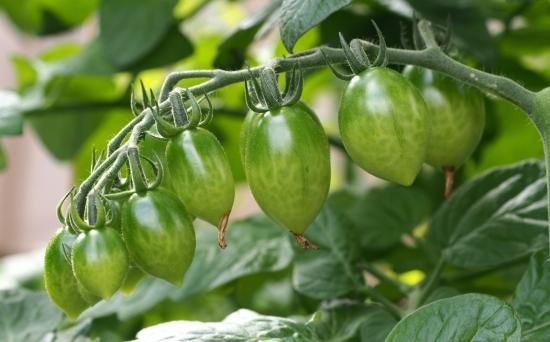 グリーンエンビートマトの種 - マルシェ青空