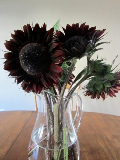 ヒマワリ ブラックビューティー（ヒマワリ）の種 *F1 - マルシェ青空