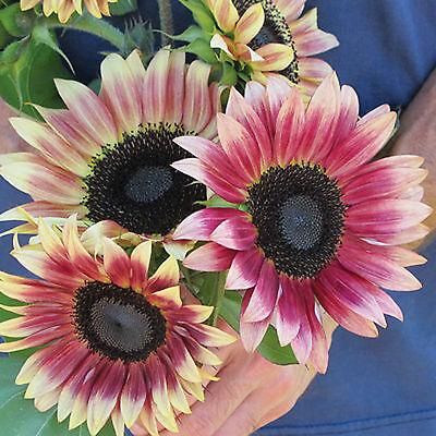 チェリーローズ（ヒマワリ）の種 *F1 - マルシェ青空