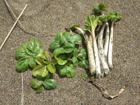 ハマボウフウ 浜防風 の種 マルシェ青空