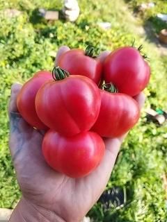 とまと。出品 エンジェルスウィートトマト 908g | SocToc (ソックトック