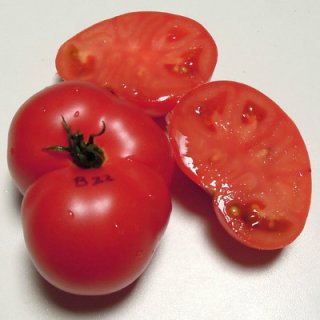 ドワーフクーロンピンクトマトの種