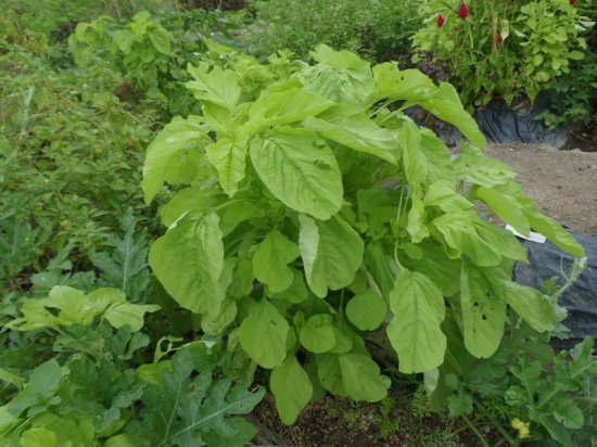 白ひゆ菜（バイアム）の種 - マルシェ青空