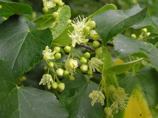 カタログギフト 百花一選 菩提樹（ぼだいじゅ） 優待券/割引券 宿泊券