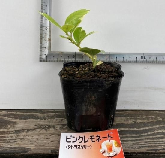 ピンクレモネードの苗 3号ポット マルシェ青空 ピンクレモネードの苗 3号ポット マルシェ青空
