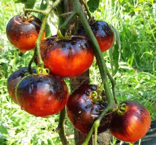 ビューティフルドリーマートマトの種