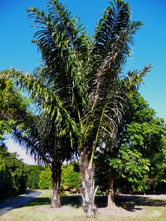 サトウヤシ 砂糖椰子 の種 マルシェ青空