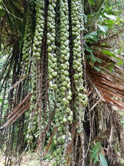 サトウヤシ（砂糖椰子）の種 - マルシェ青空