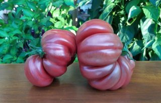 アメリカンリブドブラックトマトの種