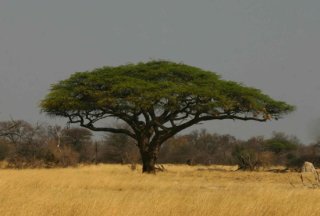 アカシア・エリオロバ（キャメルソーン、キリンの木）の種