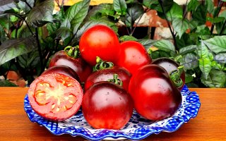 ミッドナイトセレクトトマトの種