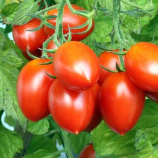 ローマトマトの種