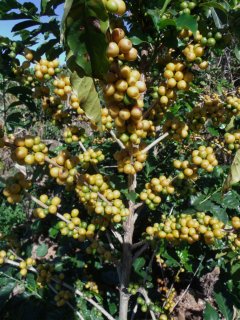 アラビカコーヒーノキ（ブルボン系）の種