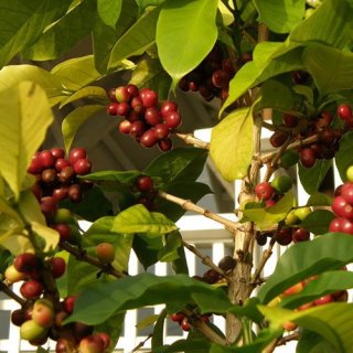 アラビカコーヒーノキ（カスティージョ系）の種