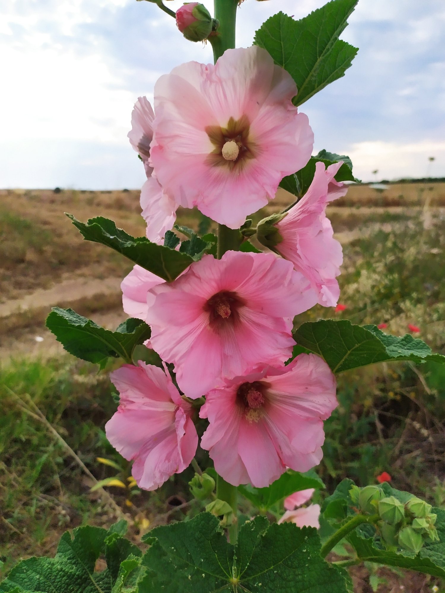 ホリホック タチアオイの種 - 花