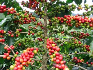 アラビカコーヒーノキ（カトゥーラ系）の種