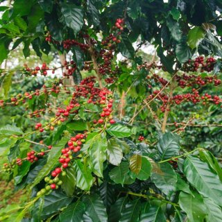 アラビカコーヒーノキ（ビラサルチ系）の種