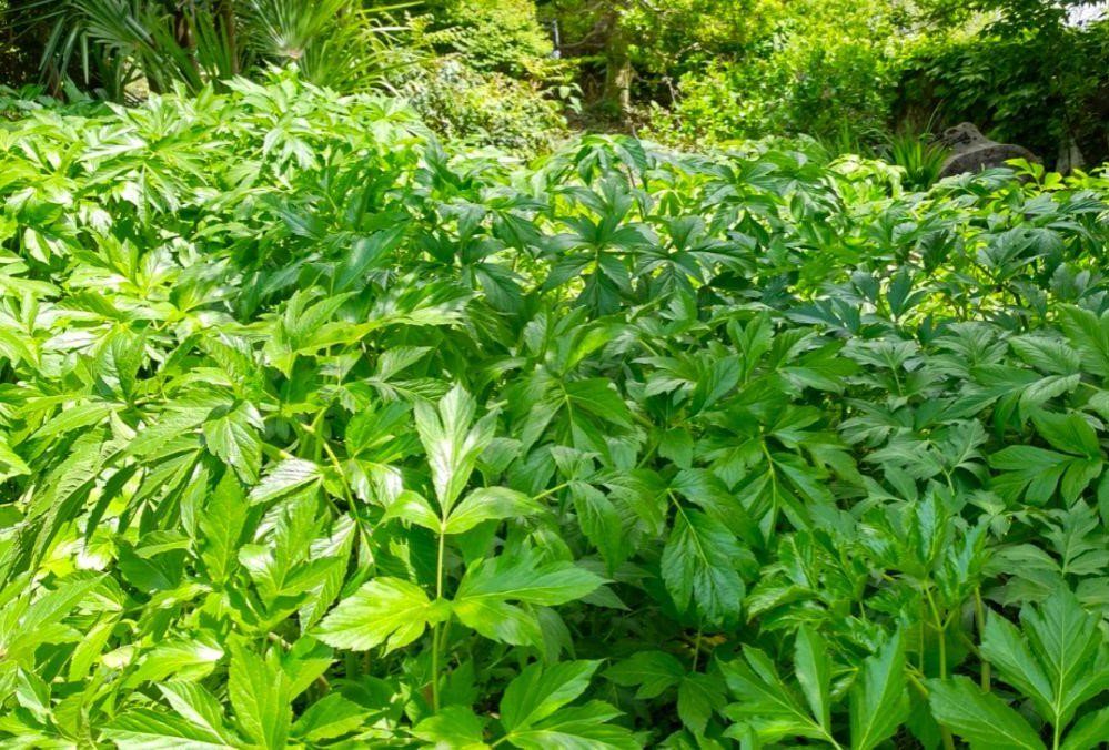 明日葉（八丈草）の抜き苗　販売期間：　3～8月 - マルシェ青空