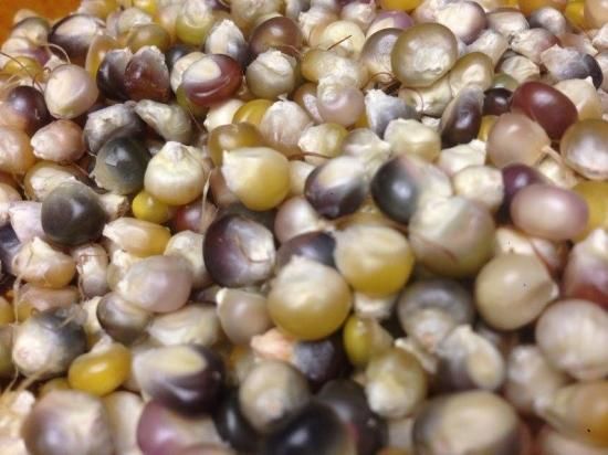 レインボーコーン 食用 お届け日指定不可 マルシェ青空 レインボーコーン 食用 お届け日指定不可 マルシェ青空