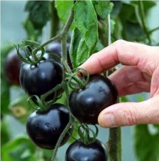 ブラックゼブラトマトの種 - マルシェ青空