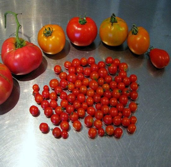 レッドスプーントマト 世界一小さいプチトマト の種 マルシェ青空