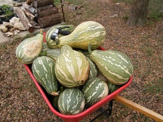 バイカラーパンプキンの種 - マルシェ青空