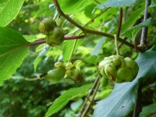 マタタビの実（ドングリ型） - マルシェ青空