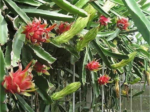 パープルピタヤ（ドラゴンフルーツ）の種子 - マルシェ青空