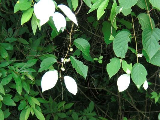 マタタビの種 マルシェ青空